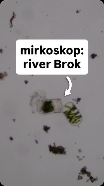 Okładka rolki: i blame it on the river Brock 🎶🎵