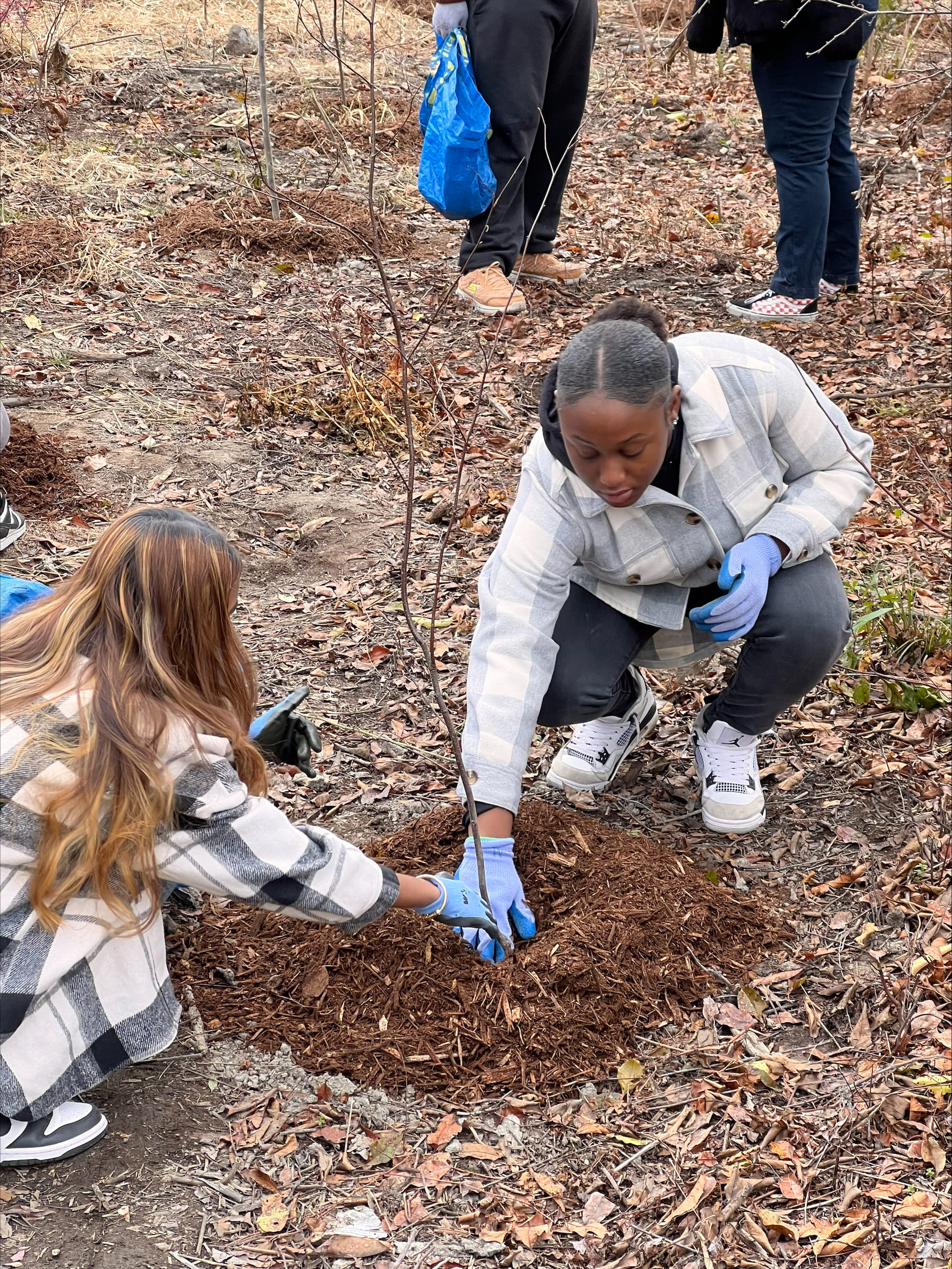 Two students planting a young tree outdoors wearing gloves
