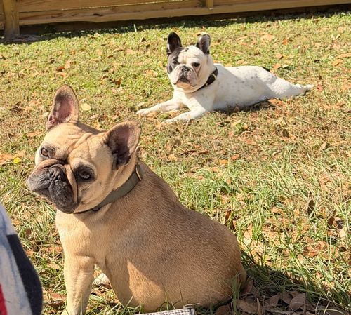 What My Dogs Taught Me About Nutrition