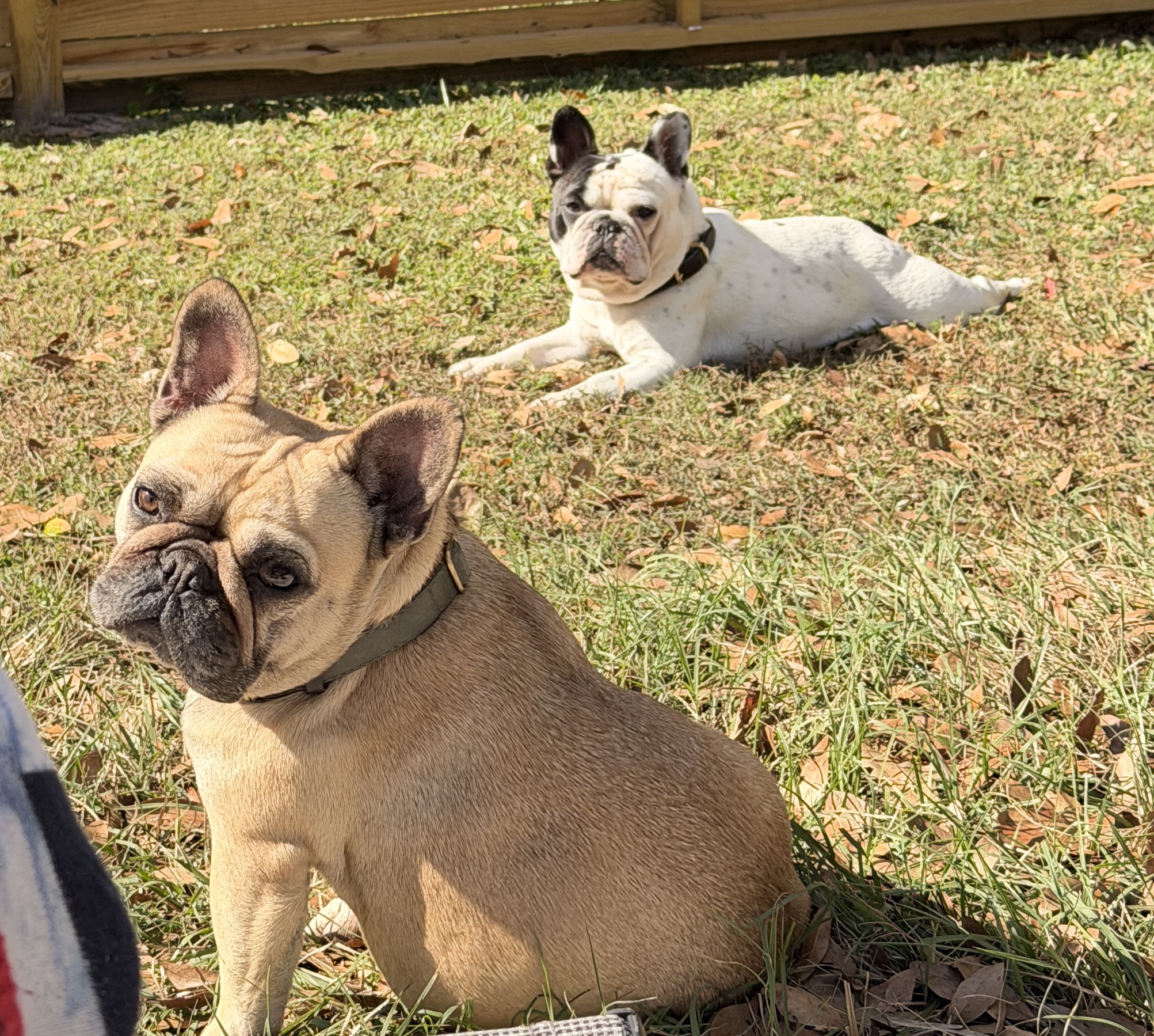 What My Dogs Taught Me About Nutrition 