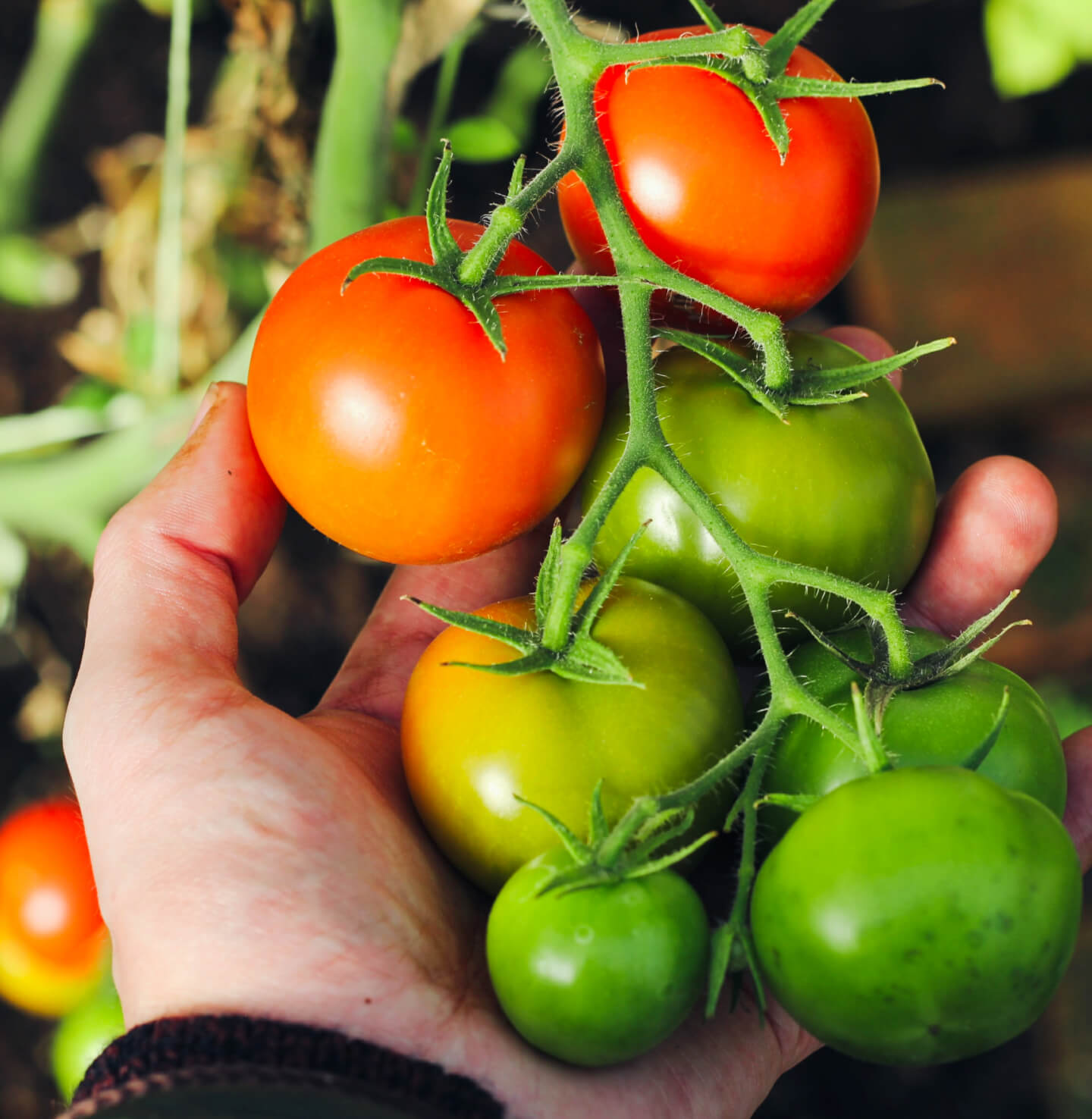 Farm Mission & Story - Farm Webflow Template