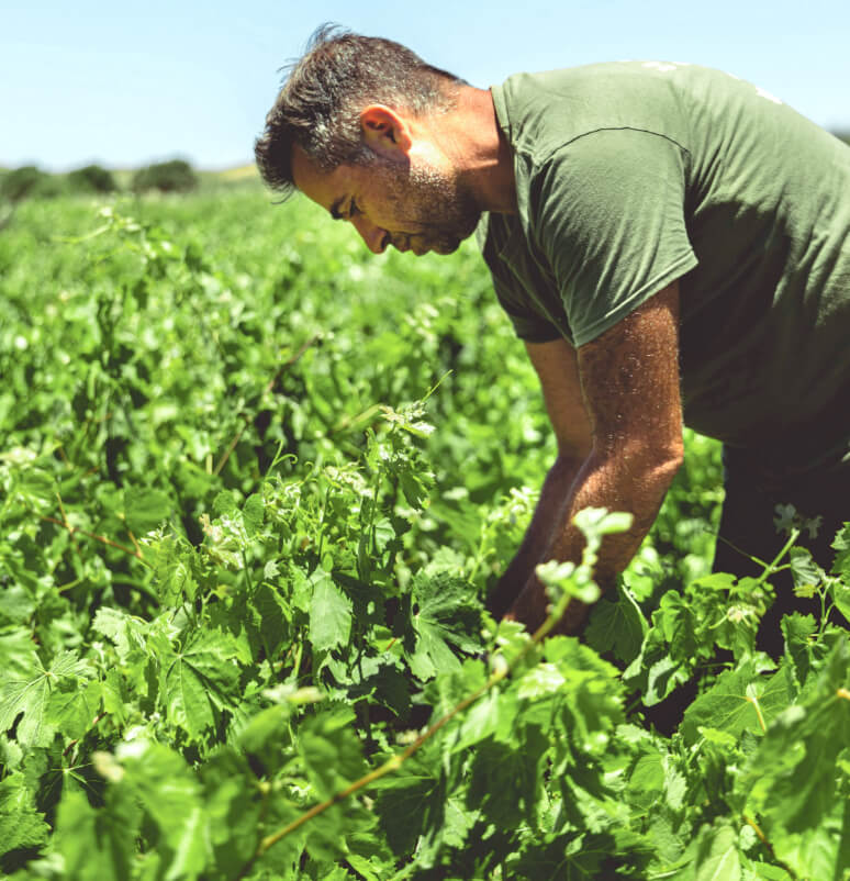 About Gallery - Farm Webflow Template