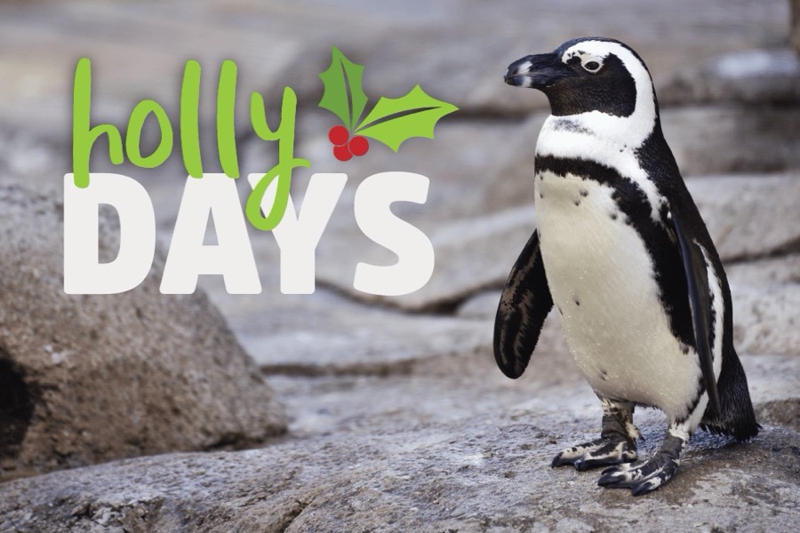 Holly Days - Baltimore, MD 
