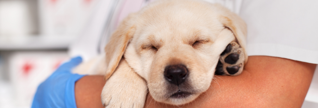 Puppy held by a veterinarian