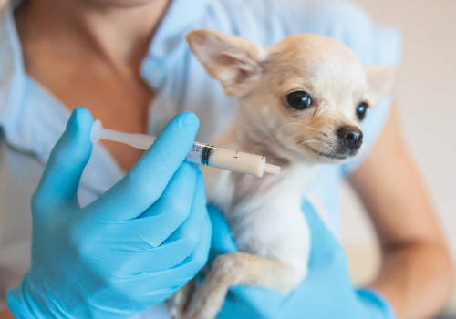 Small dog about to receive deworming medication in syringe