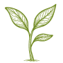 green leaves