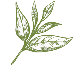 a branch of leaves