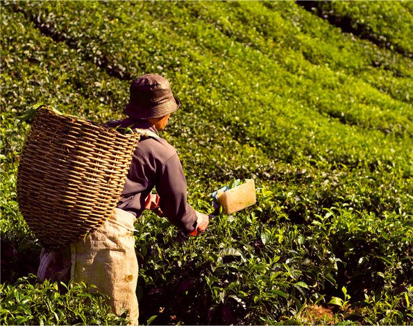 a person working in tea field