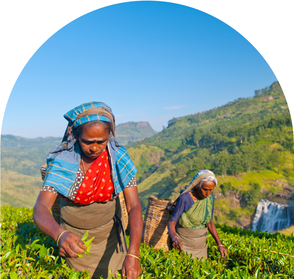 women working in field