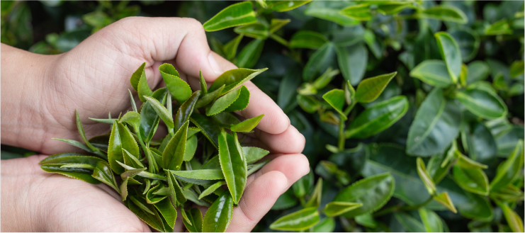 hands holding tea leaves