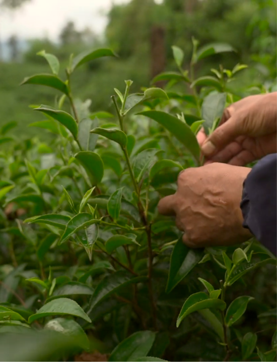 Hands harvesting fresh green leaves from a lush tea plant in a garden.