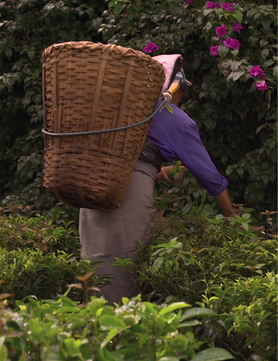 a person with basket in field