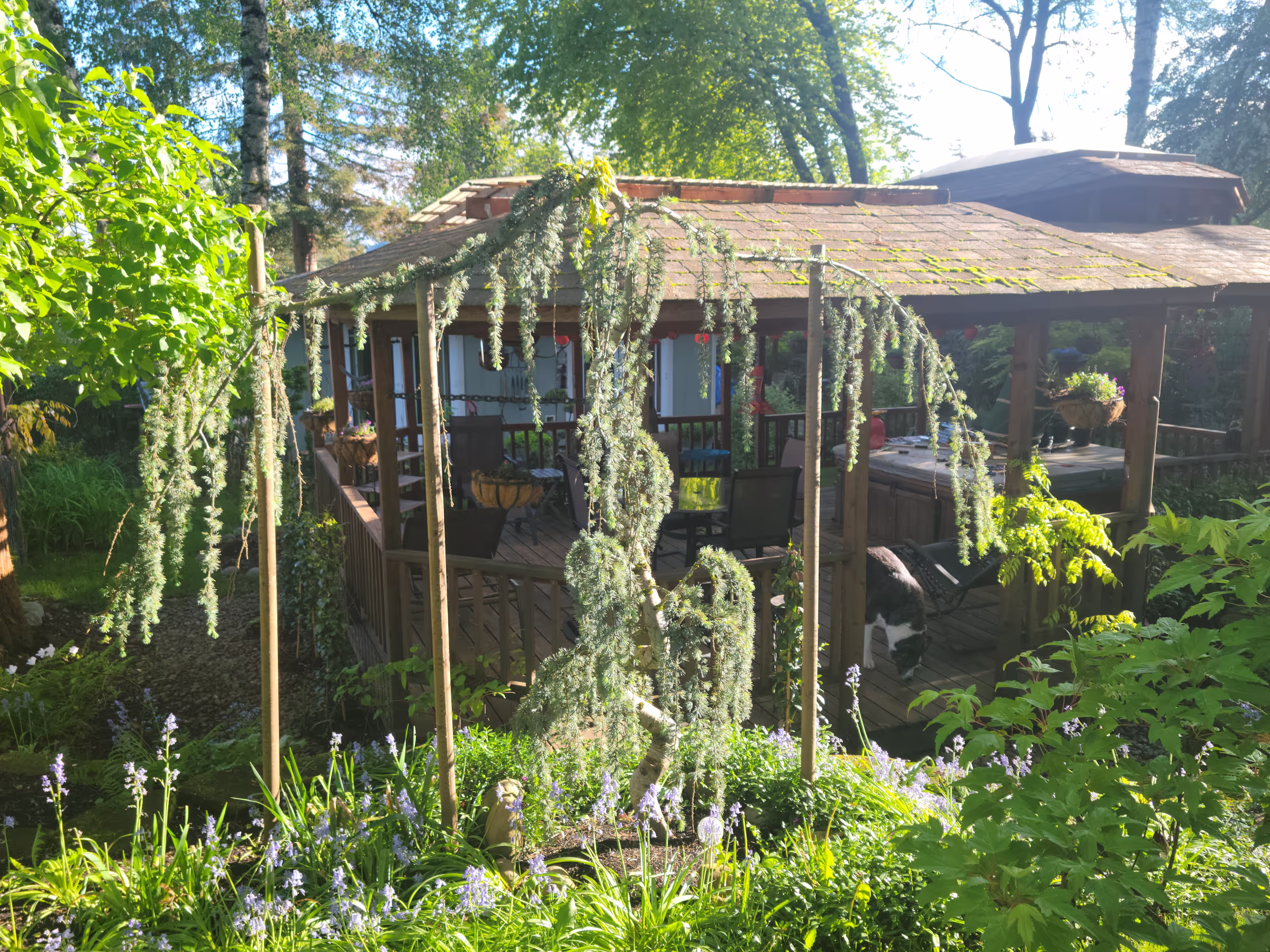 Atlas Weeping Blue Cedar Tree