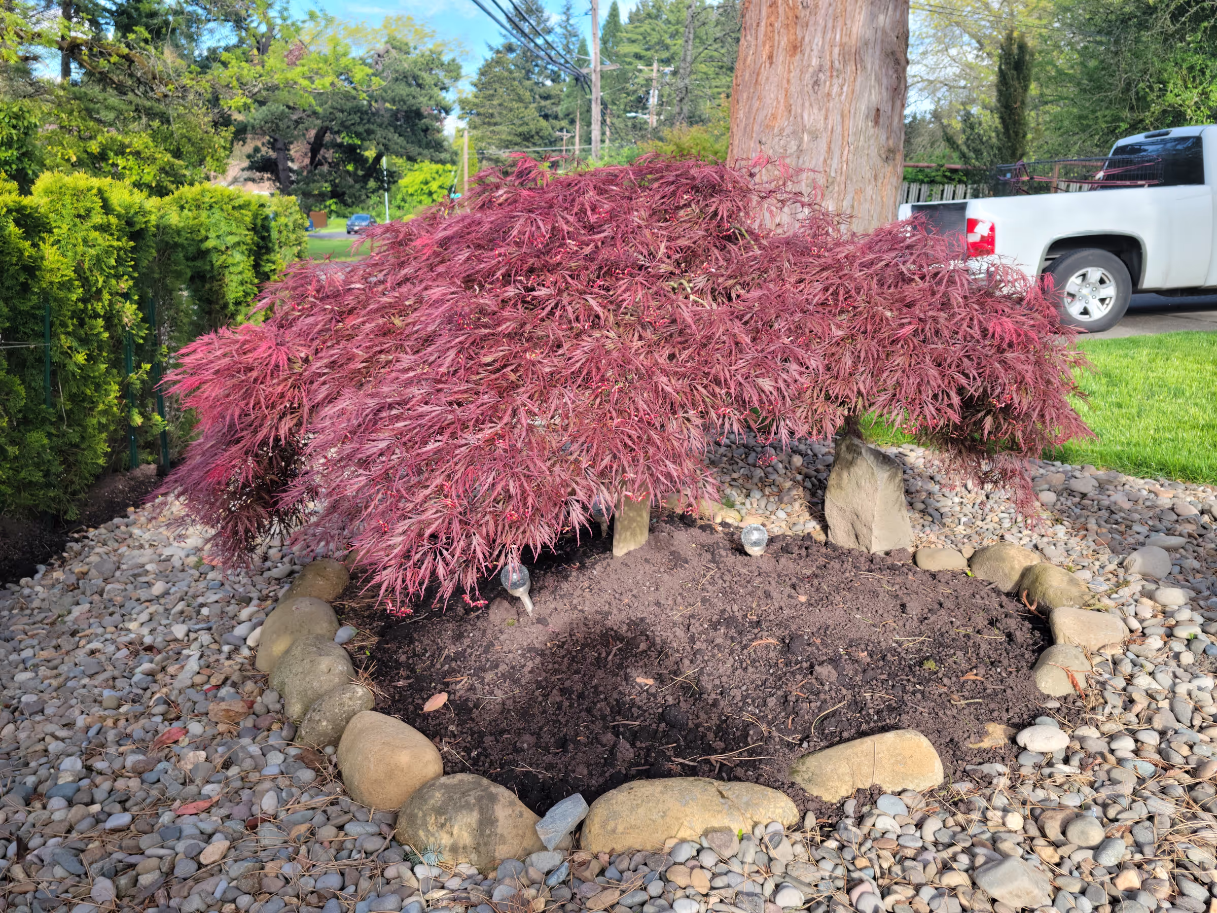 Japanese Weeping Maple