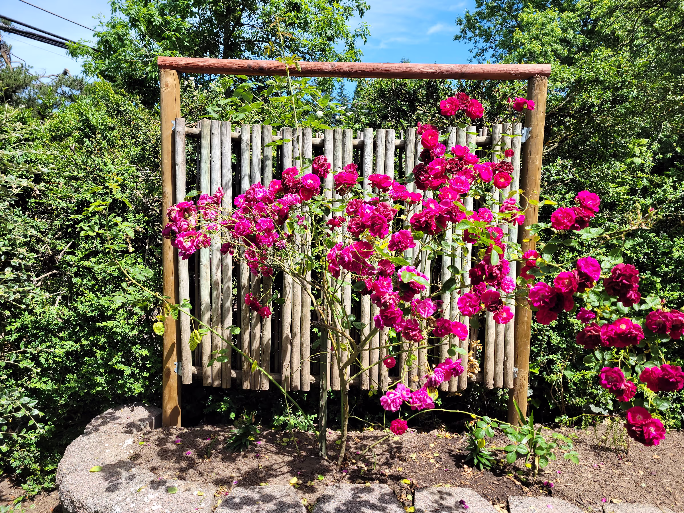 Roses and Garden Screen