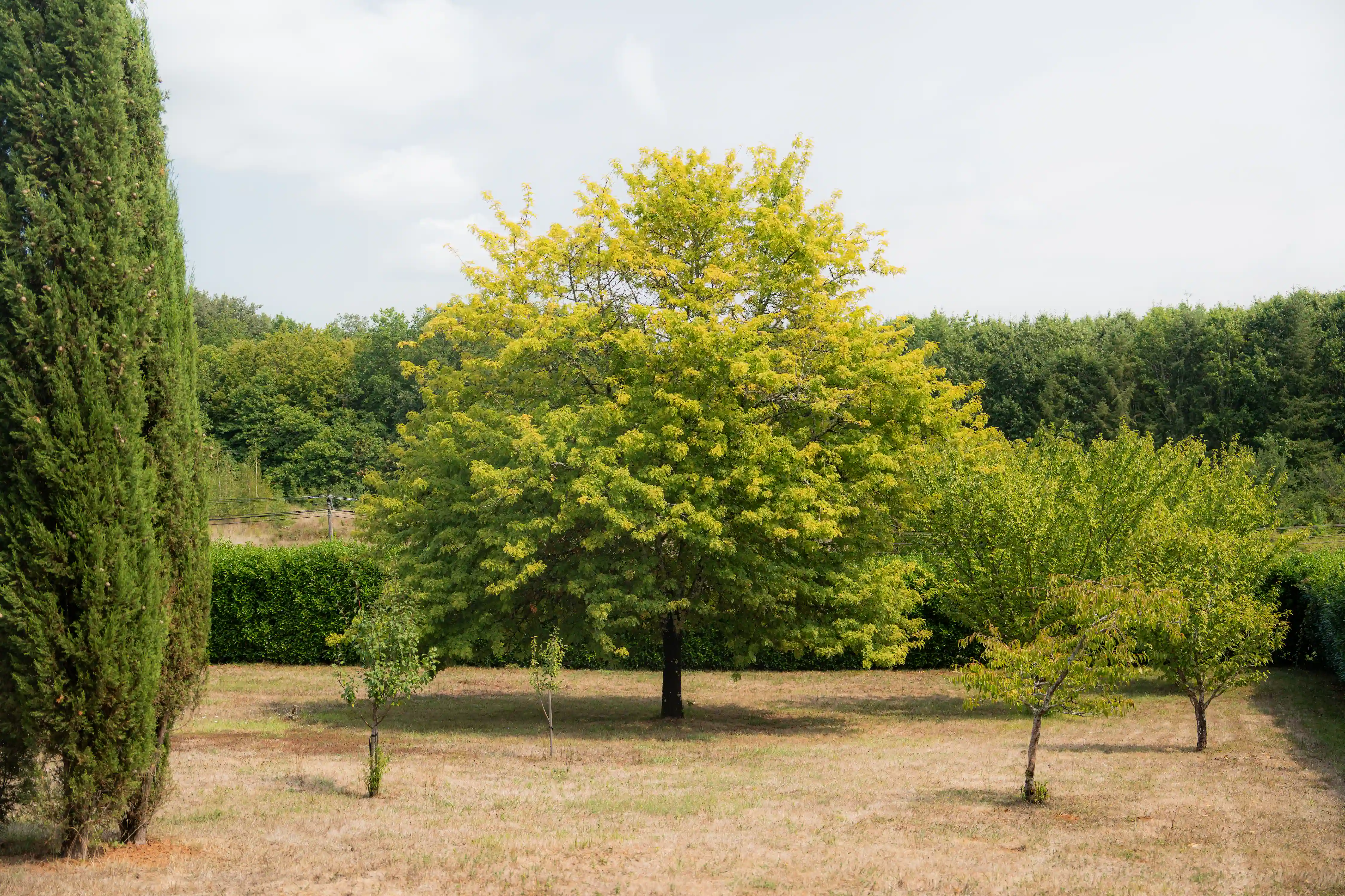 Photo du verger et ses arbres fruitiers