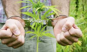 Possession of Marijuana: Charges, Penalties & Bail Options