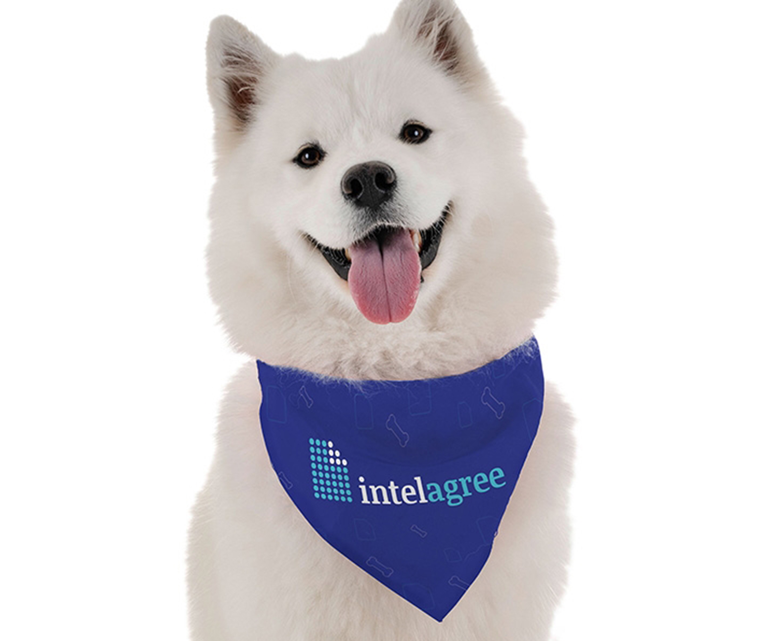 5 Promo Products Purr-fect for Your Pets (and Your Brand!) 