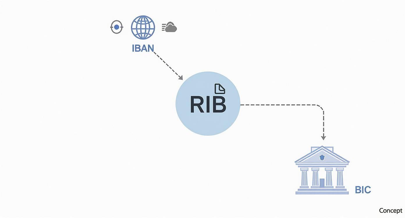 Infographic about relevé d'identité bancaire c'est quoi