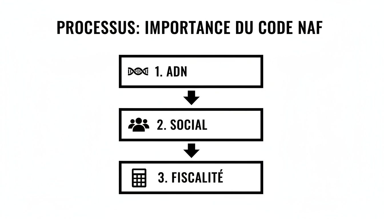 Diagramme illustrant l'importance du code NAF à travers trois étapes clés : ADN, social et fiscalité.
