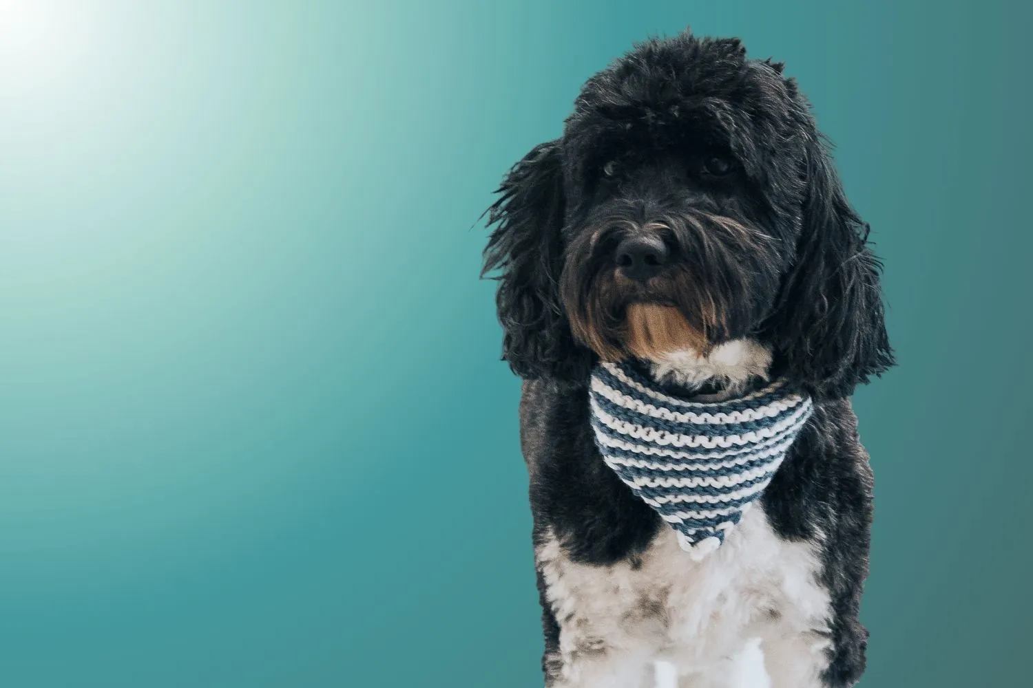 Schwarzer Hund, der direkt in die Kamera schaut.
