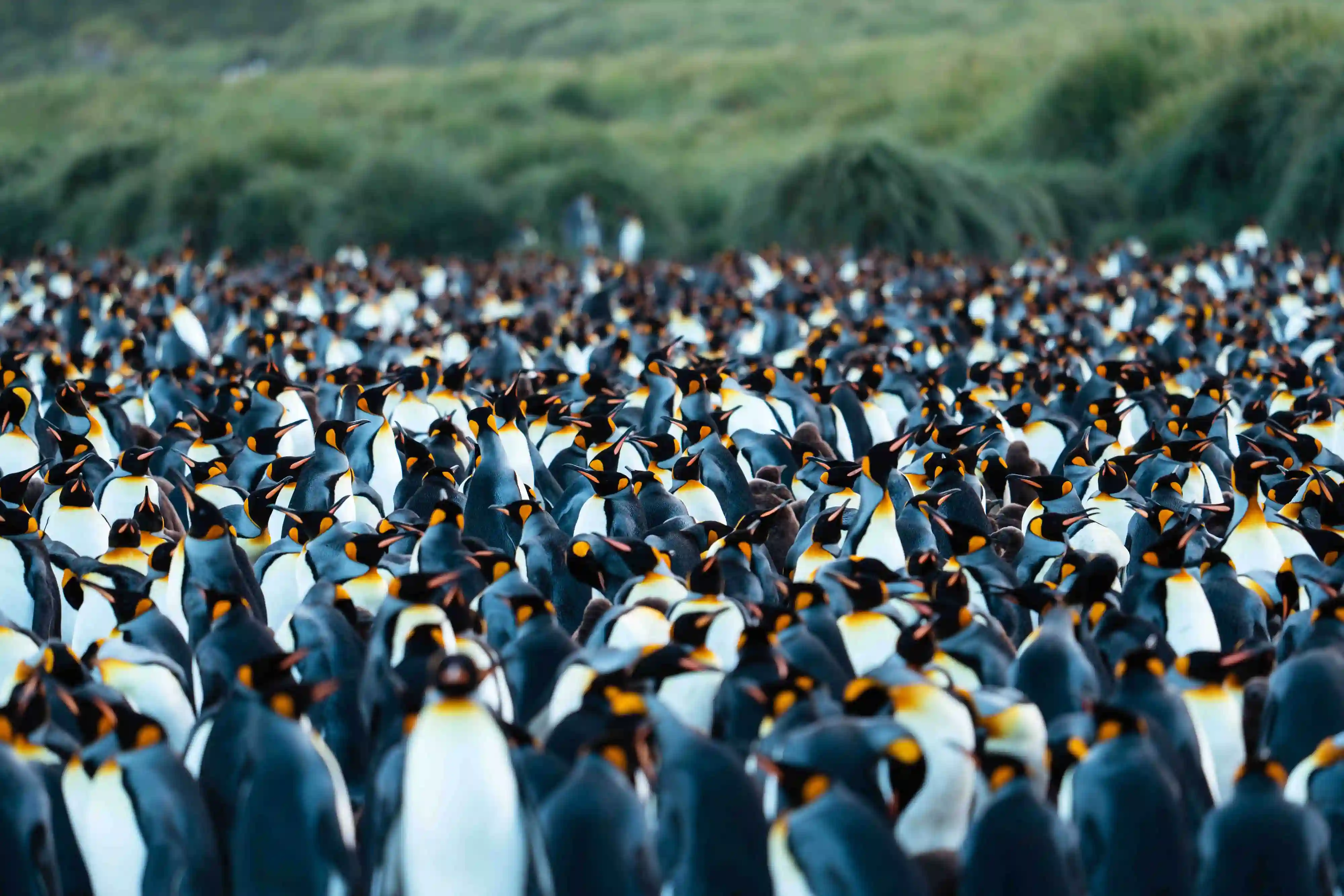 Real World Adventures hosting