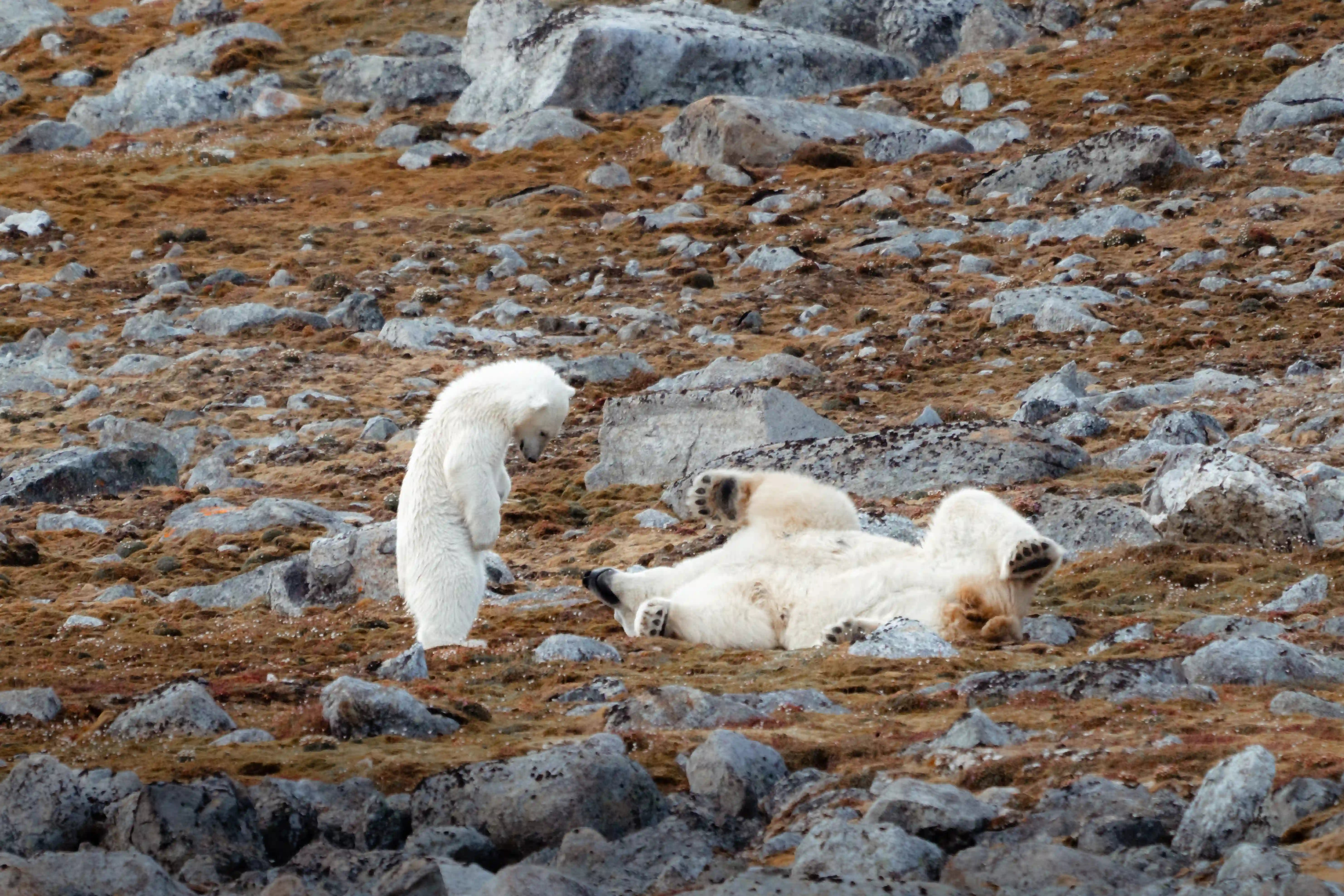 Real World Adventures hosting