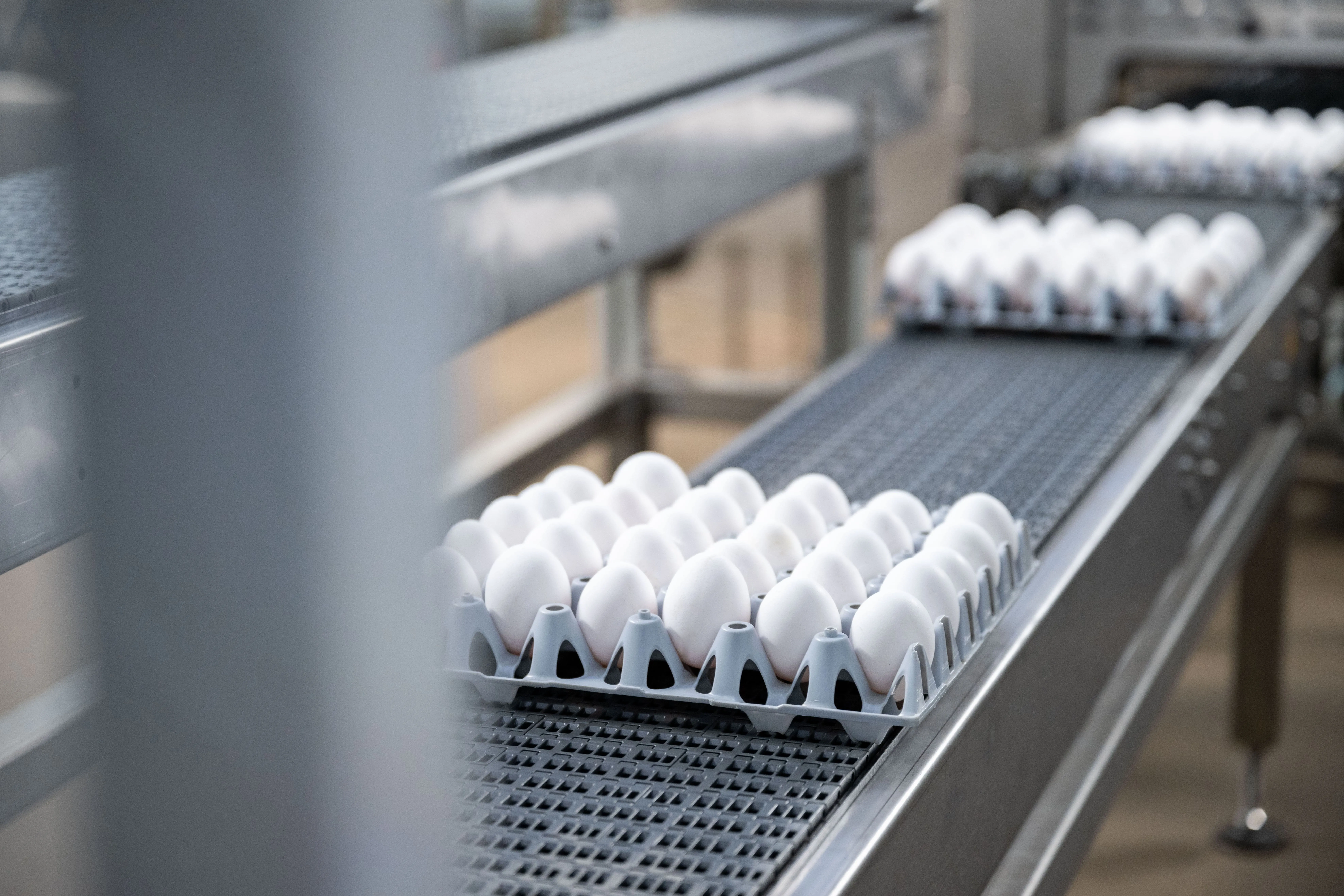 Förderband mir sortierten Eiern.
