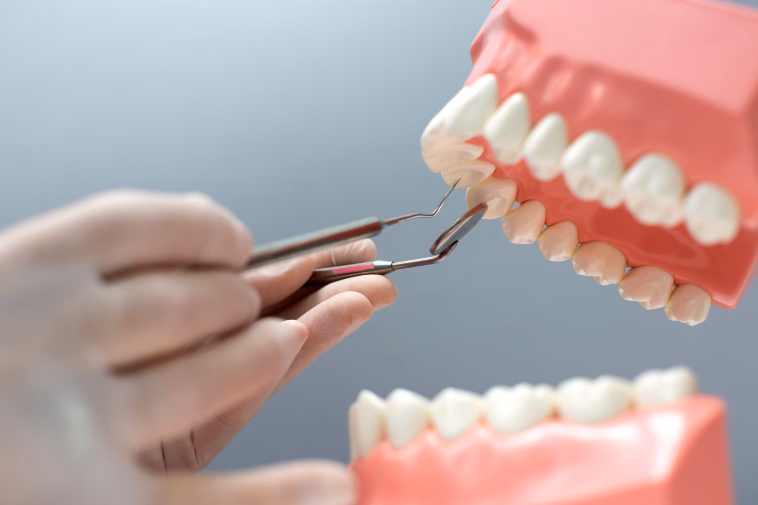 Dentist's gloved hand using dental tools to examine a model of human teeth and gums.