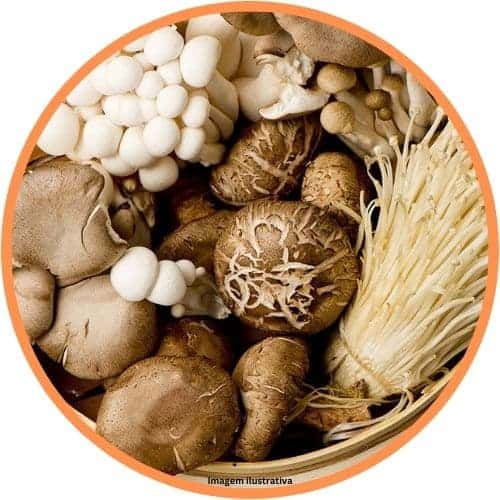 Blandade Svampar I Olja 12 X 314Gr Vitalconserve