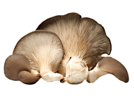 Kungsmussling Cardoncelli stora färska