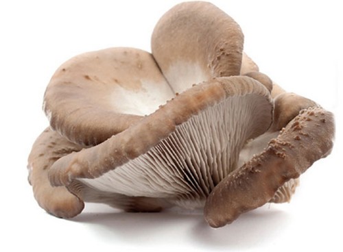 Funghi Pleuretus Larghi