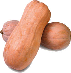 Pumpa Zucca Lunga färsk