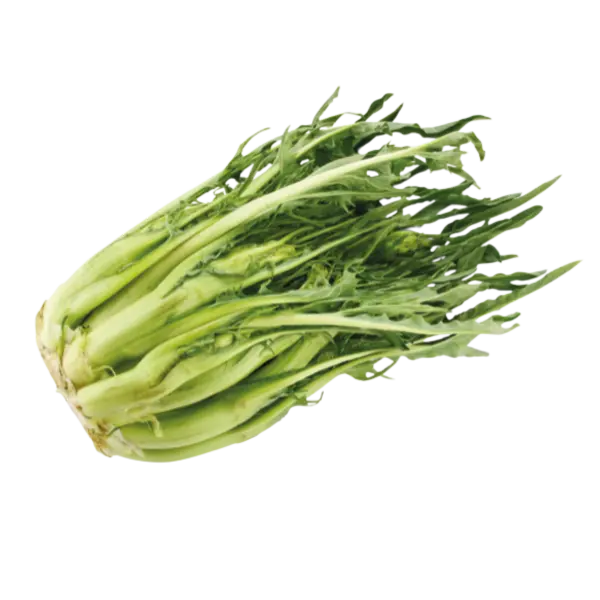 Puntarelle färsk i knippe