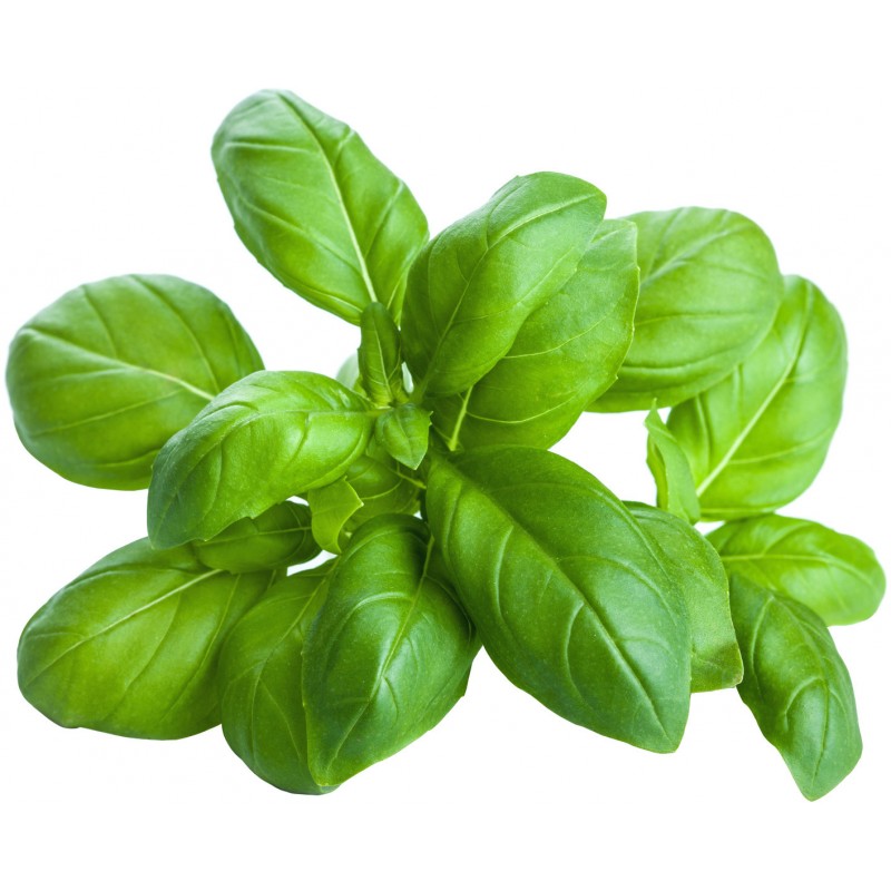 Färsk basilika Basilico fresco 50g