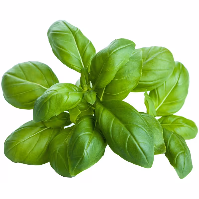 Färsk basilika Basilico fresco 50g