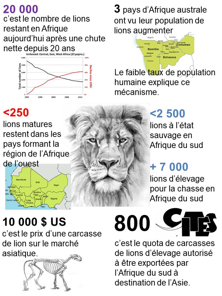Le lion, une espèce menacée