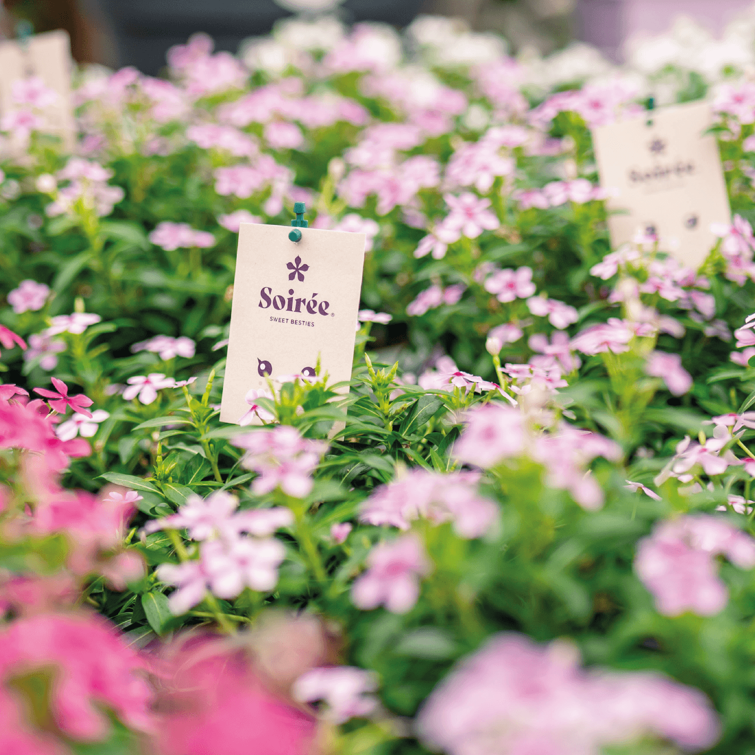 Een kaartje van Soirée tussen bloemen.