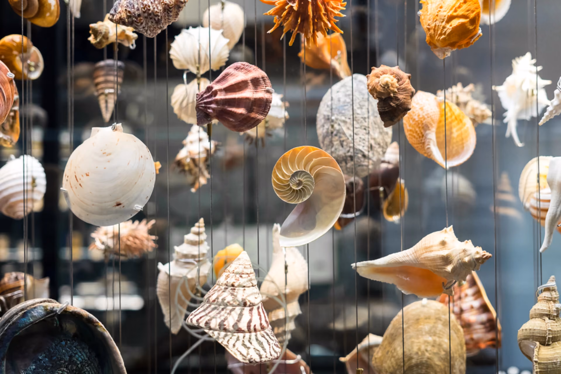 Shells on display at the shell museum