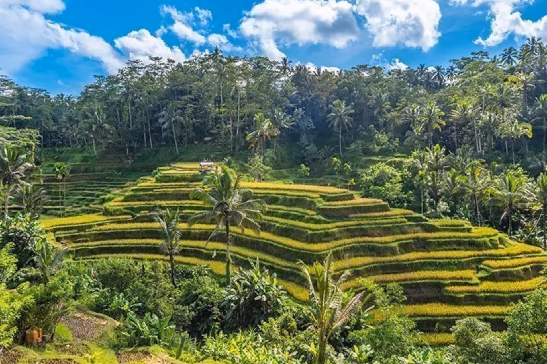 Sanur's Rice Terraces