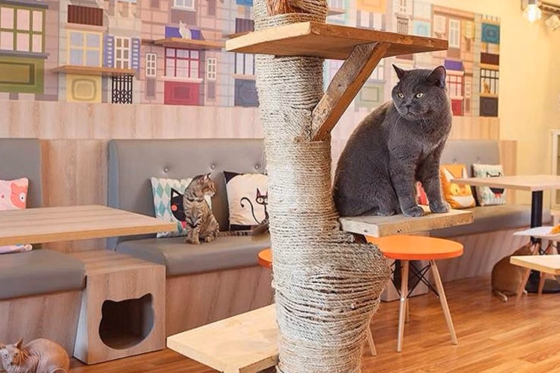 Sanur's Cat Cafe