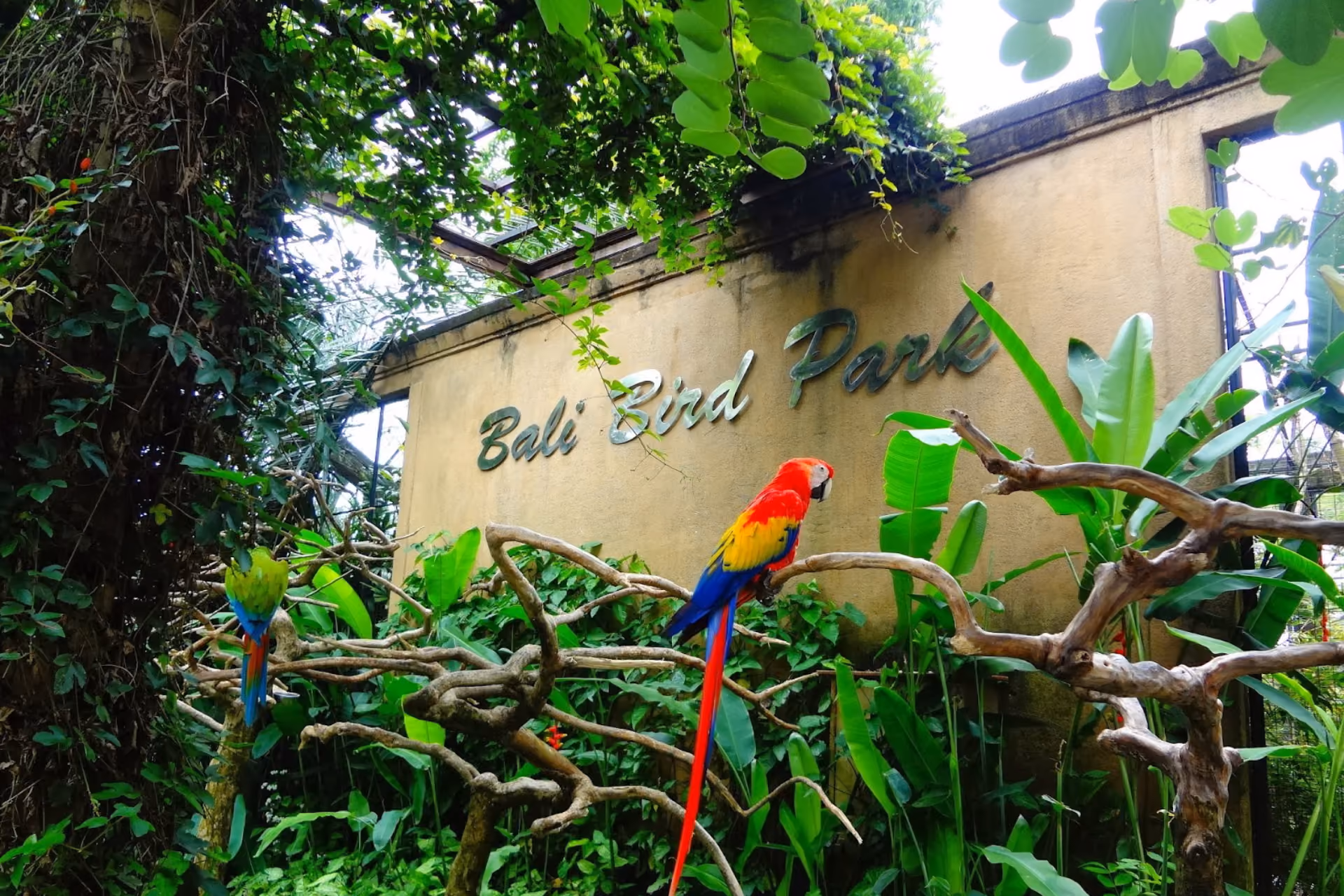 Colorful tropical birds in lush enclosures.