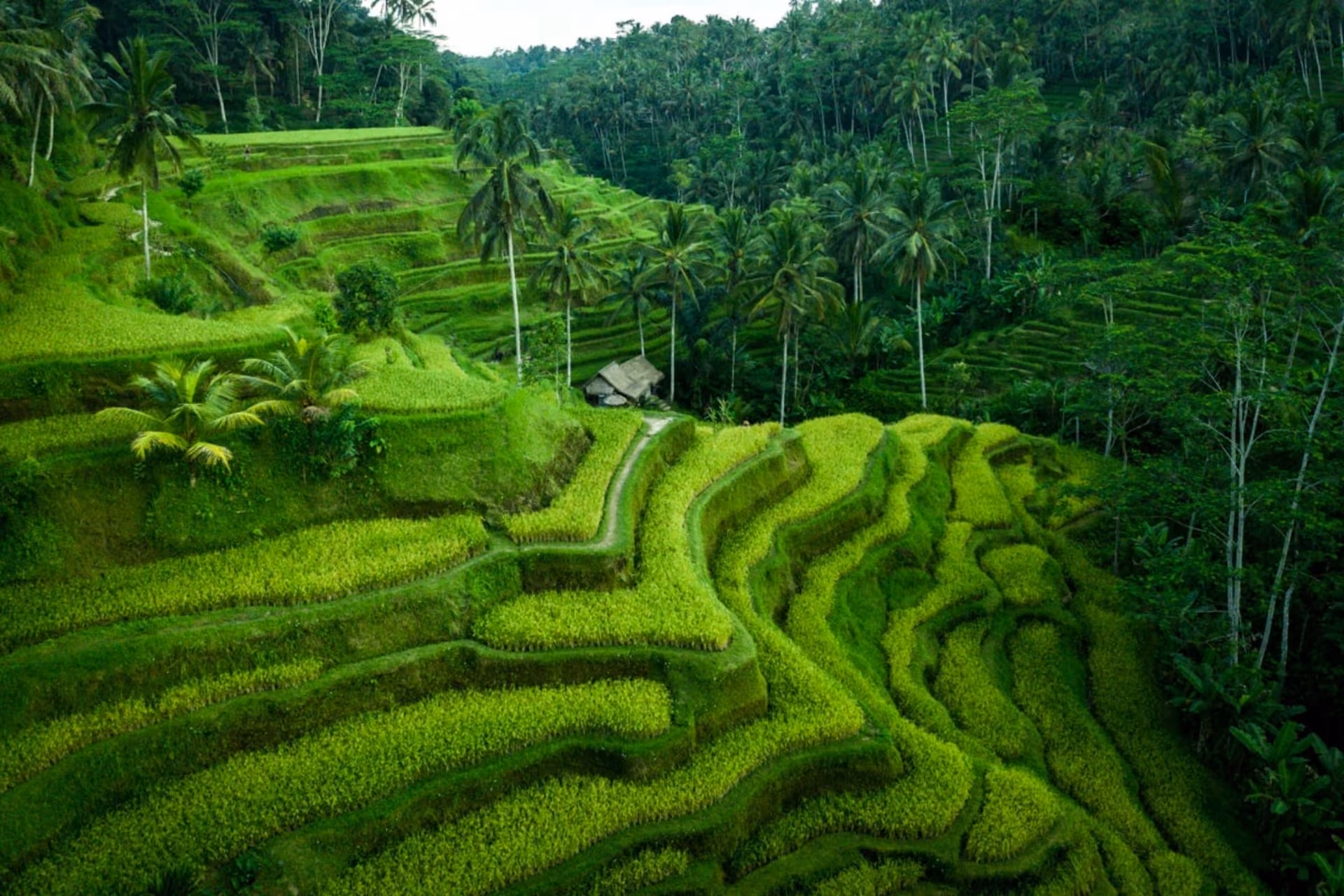 Panoramic view of Tegallalang Rice Terraces with lush green stepped fields.