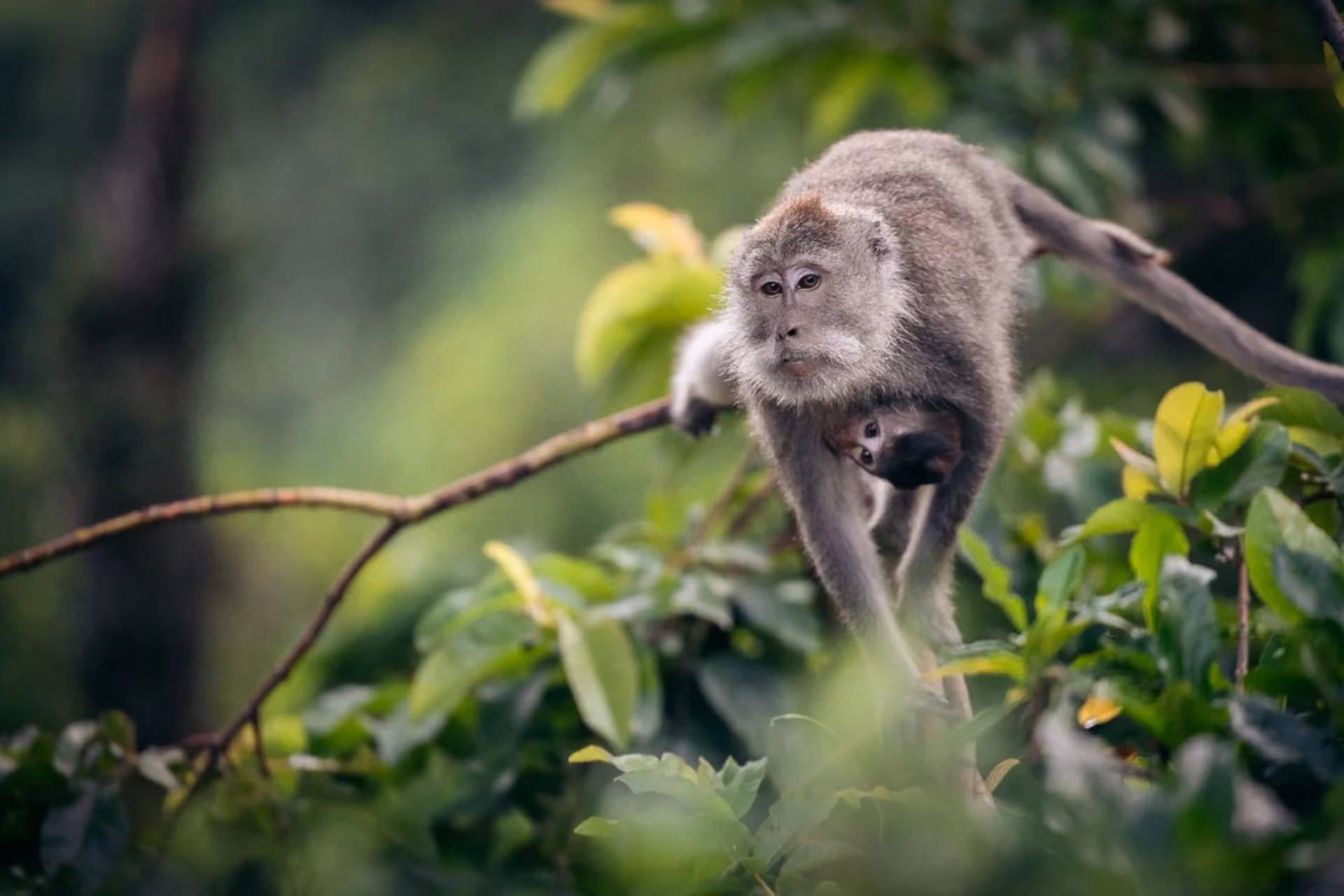 Pusuk Monkey Forest