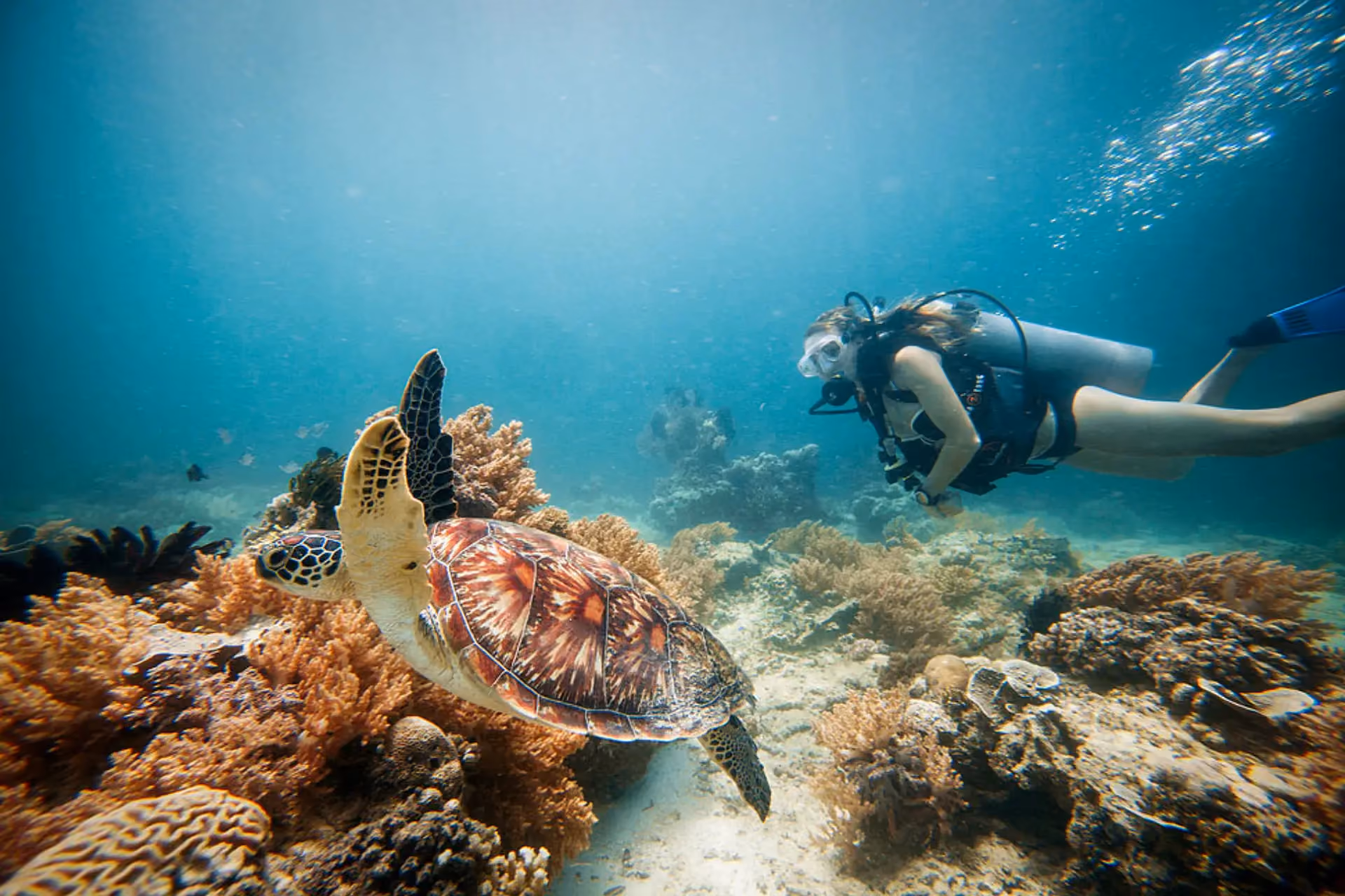 Diver swimming near sea turtle at Gili Trawangan
