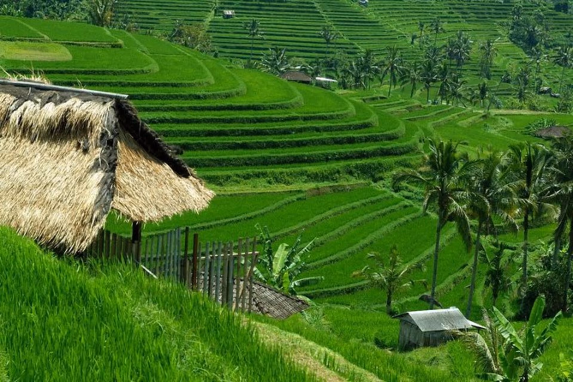 Jatiluwih Rice Terraces