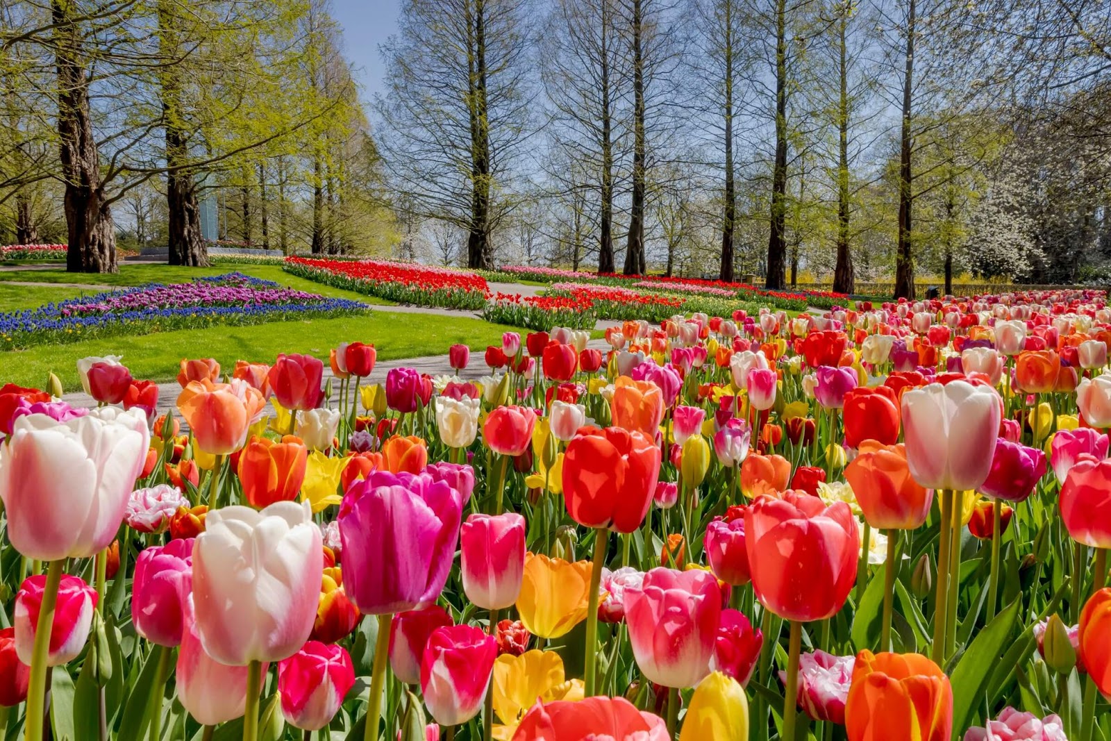 Colorful tulip fields in the Netherlands.