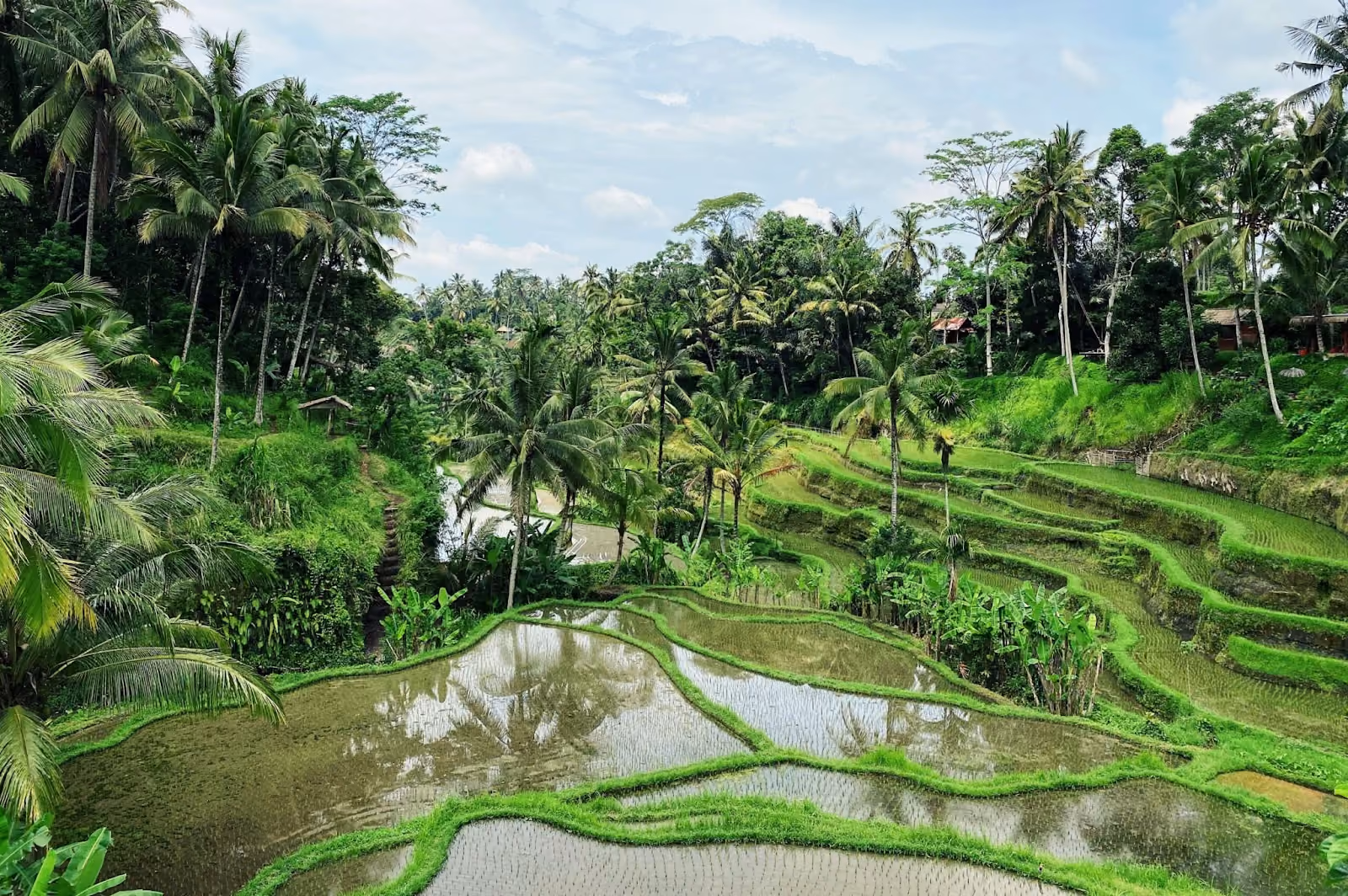 Bali rice terraces filled with water and vibrant greenery, showcasing the beauty of the island’s wet season.