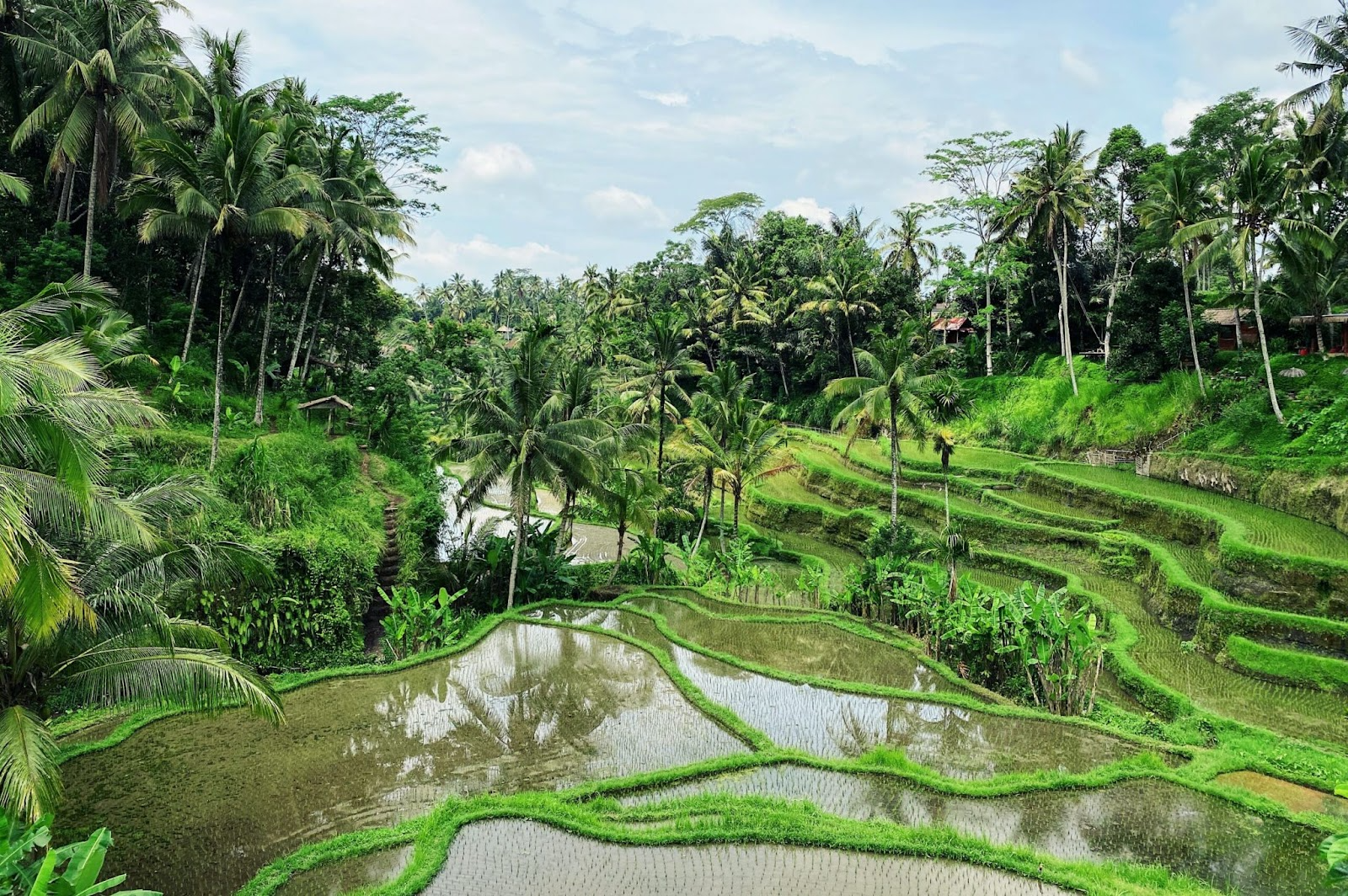 Bali rice terraces filled with water and vibrant greenery, showcasing the beauty of the island’s wet season.