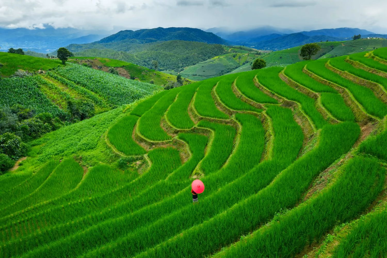 Green rice terraces in Sapa showing Vietnam’s natural beauty.